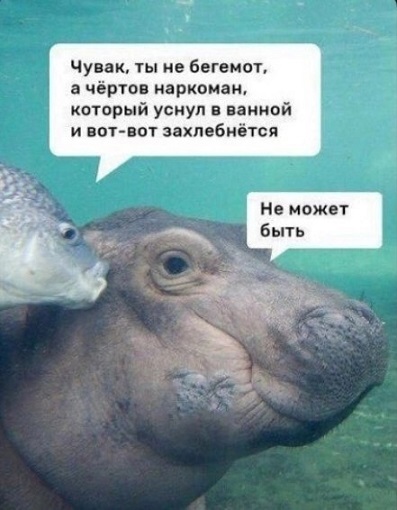 Показывайте кота!