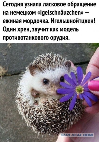 Многогранный немецкий