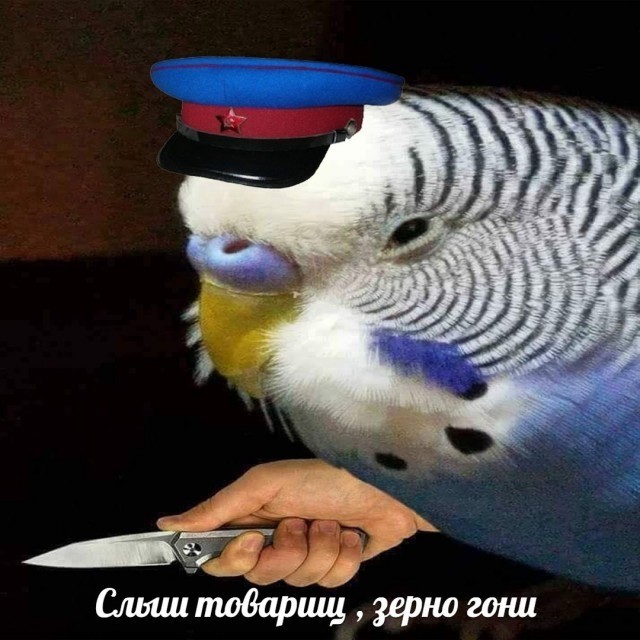 По распорядку. Дичь