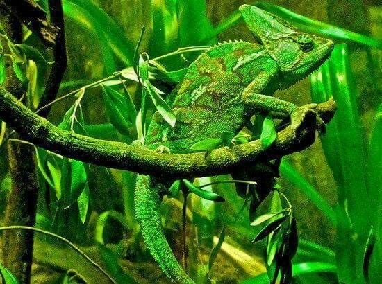 Случайный камуфляж животных