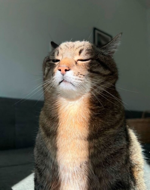 К котовторнику: подборка картинок-баянов с котиками и про котиков. Выпуск 24.