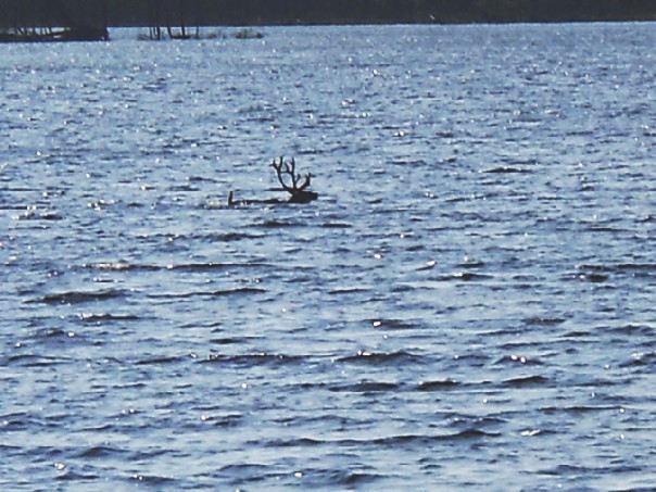 У рыбы нет шанса!