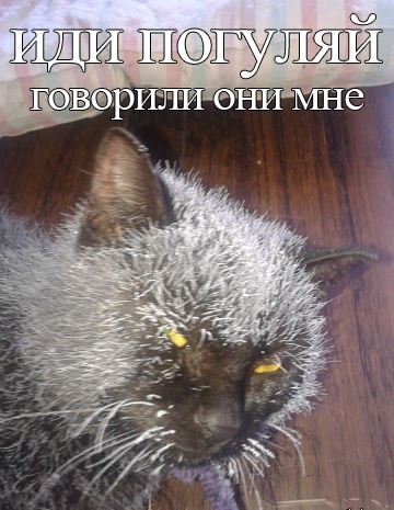 Гулять!