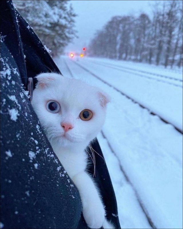 К котовторнику: подборка картинок-баянов с котиками и про котиков. Выпуск 35.