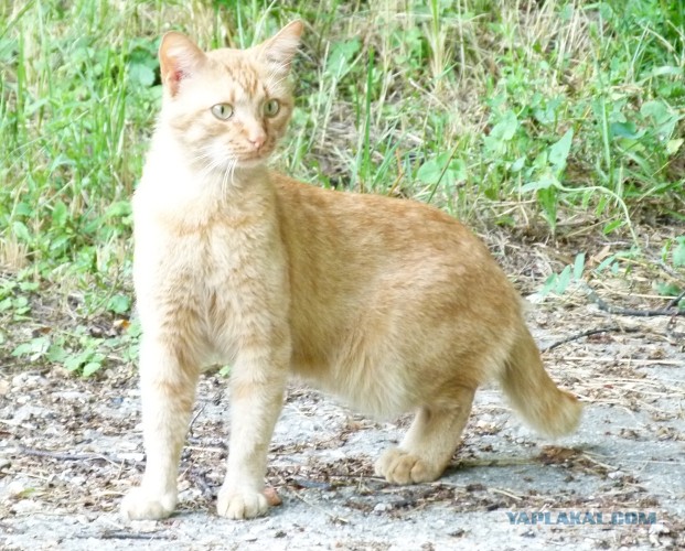 Котовторник 23.07.2013