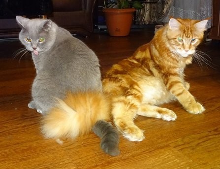 Котовторник снова!