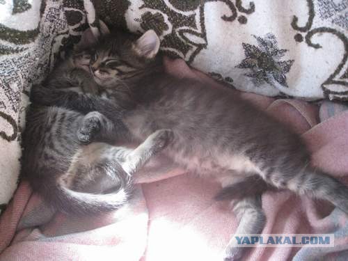 Котовторник 17.09.2013