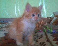 Жизнь и история одного кота