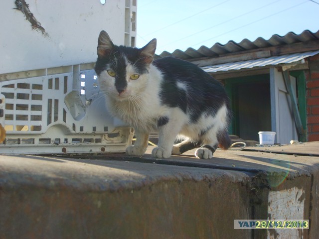 Котовторник   31.12.  2013
