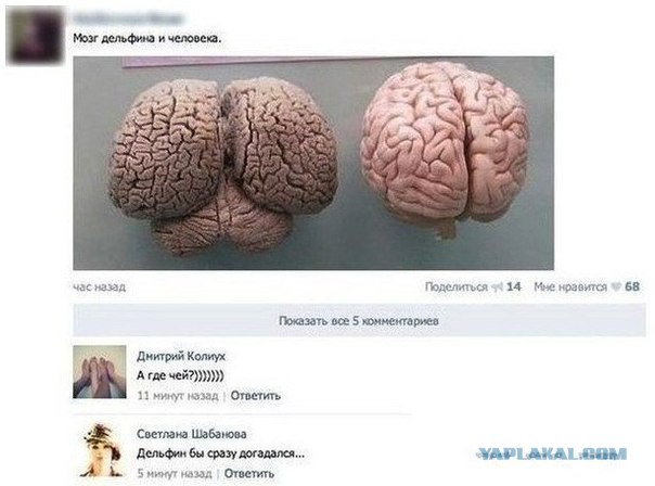 Очередная подборка смешных высказываний