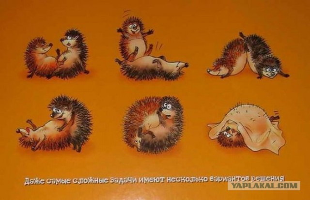 Как я случайно поймал ежей