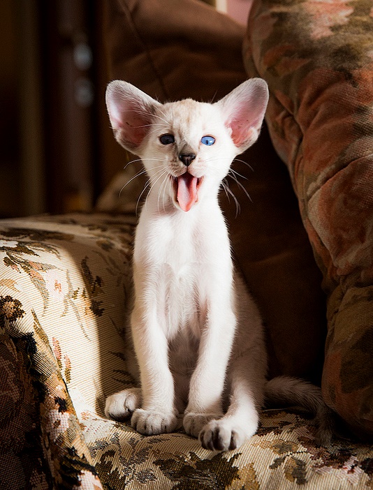 СИАМСКИЕ КОШКИ