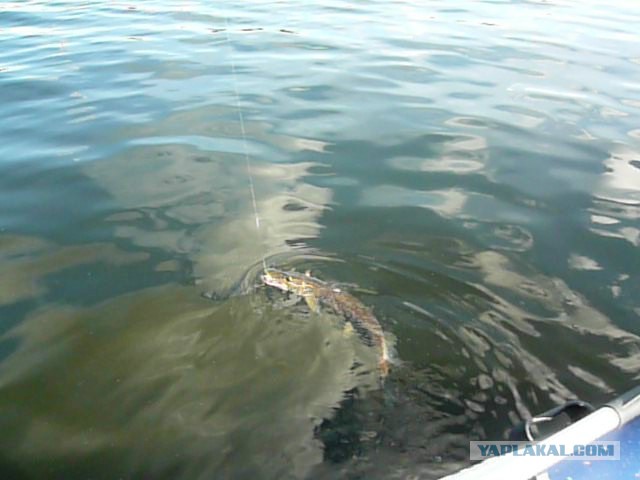 Две недели на Иовском водохранилище. Соколозеро.
