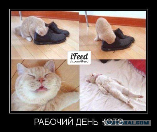 С миру по нитке. Демотиваторов чуть
