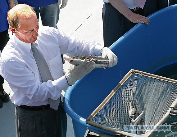 Путин, который смотрит на разные вещи по-разному..