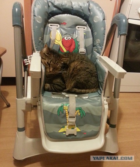 Котовторник 2.12.14