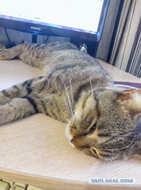 Котовторник 9.12.2014