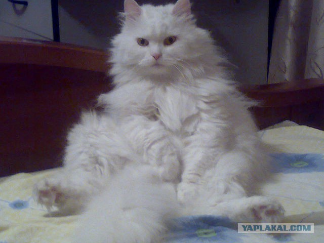 Коты, как многогранные личности