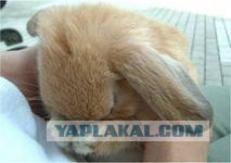 Обращение к женщинам