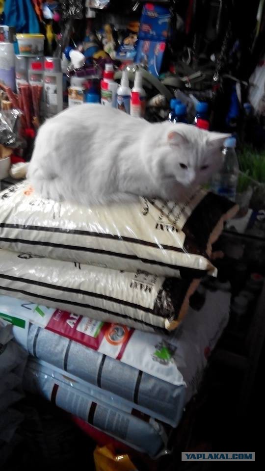 Котовторник 06.10.2015
