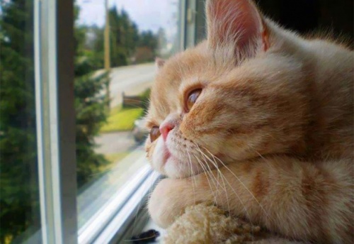 Новогодний котовторник,05.01.16.