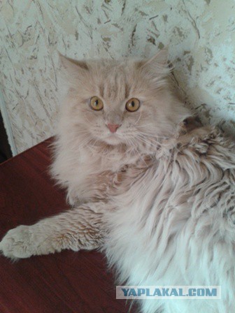 Котовторник