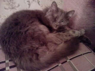 Котовторник 16.02.16