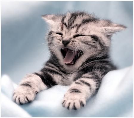 Коты, кошки, котята