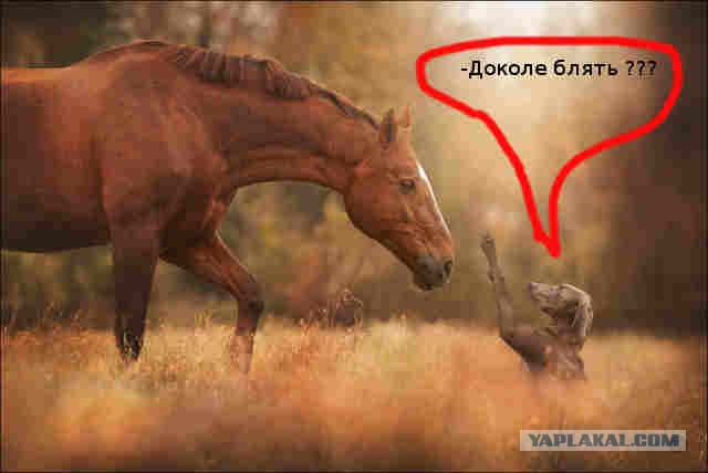 Картинки на пятницу
