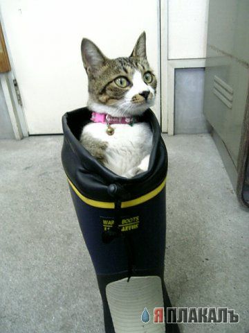 Котовторник!