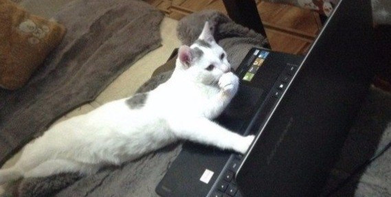 Коты из сети