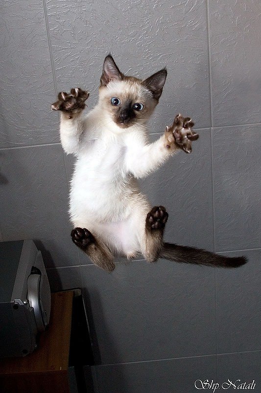 Коты и Кошки