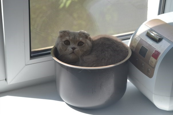 Коты и Кошки