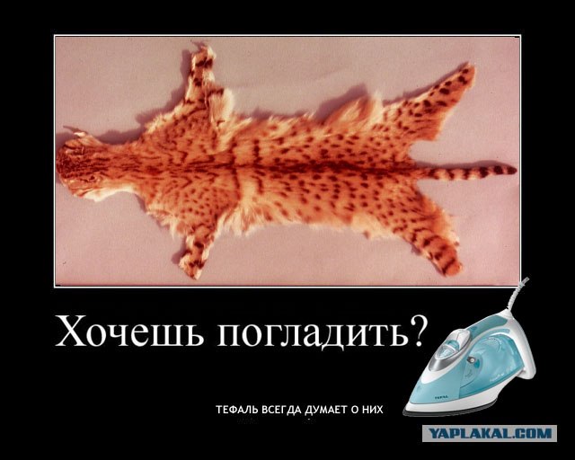 А может все-таки погладим?