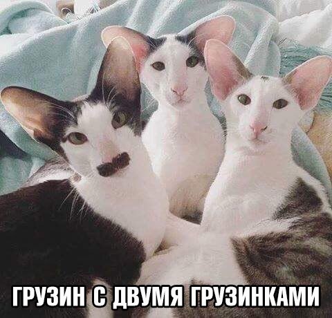 Немного веселых картинок из этих наших интернетов