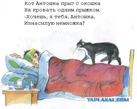 Кот, Антошка и порошок
