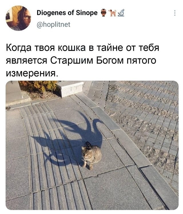 "Солянка" из картинок для улыбнуться или позалипать в среду