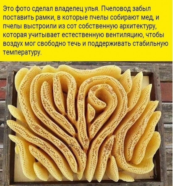 Пост разный баянистых картинок