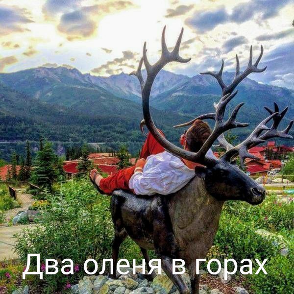 "Купил коту игрушку" и другие картинки