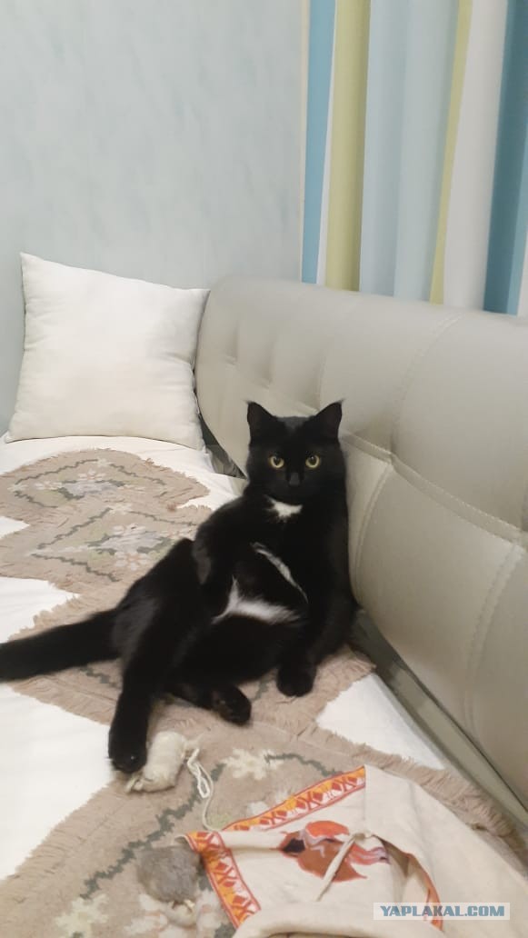 Котовторник 11.01.22