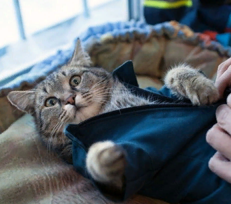 Милота котовторника