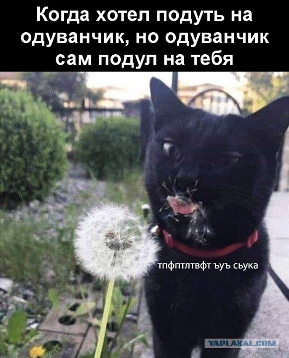 Забавные и смешные картинки на котовторник