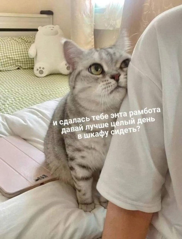 К котовторнику: подборка картинок-баянов с котиками и про котиков. Выпуск 12