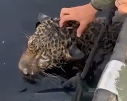 Спасли котёнка из Бразилии