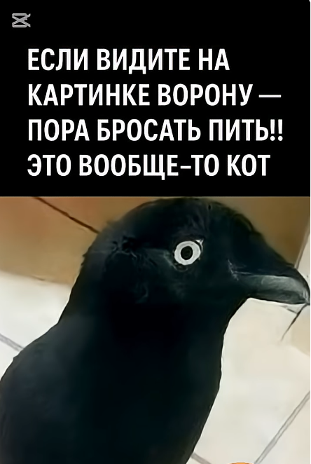 Было-стало (котовторник)
