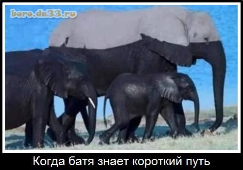 Кот поллитра