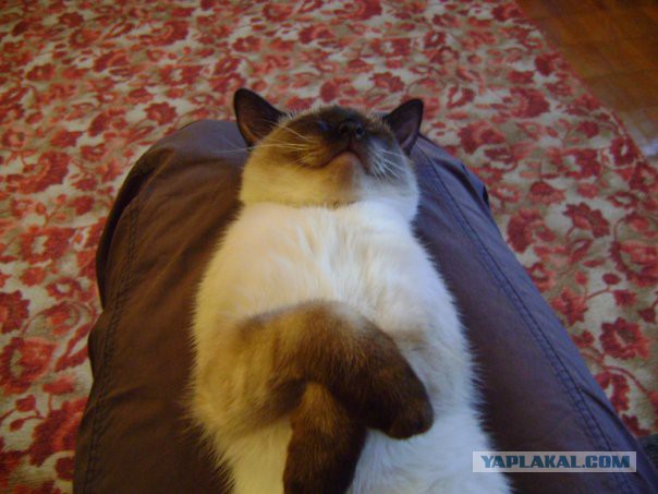 Котовторник 26.08.14.