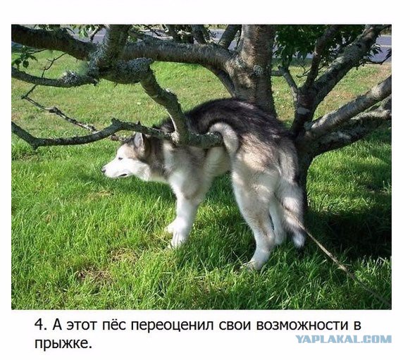 Забавные картинки из Сети