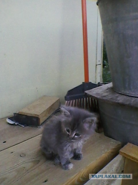 Котовторник 31.03.2015