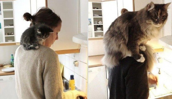 Божьи твари